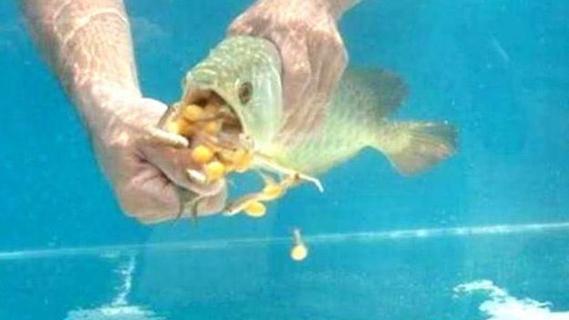 金龍魚吃干蝦總吐出來怎么回事：金龍魚吃了東西又吐出來是什么引起的360問答