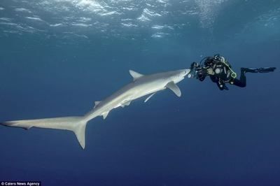 藍鯊可以和龍魚混養嗎：30篇龍魚飼養注意事項藍鯊和龍魚混養注意事項