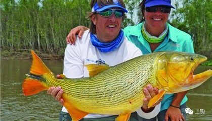 黃金河虎魚能和龍魚混養嗎？：黃金河虎魚和龍魚在一定條件下可以混養嗎黃金河虎魚能和龍魚混養嗎