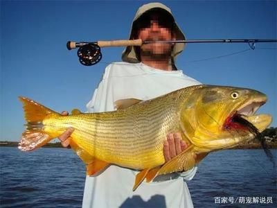 黃金河虎魚能和龍魚混養嗎？：黃金河虎魚和龍魚在一定條件下可以混養嗎黃金河虎魚能和龍魚混養嗎