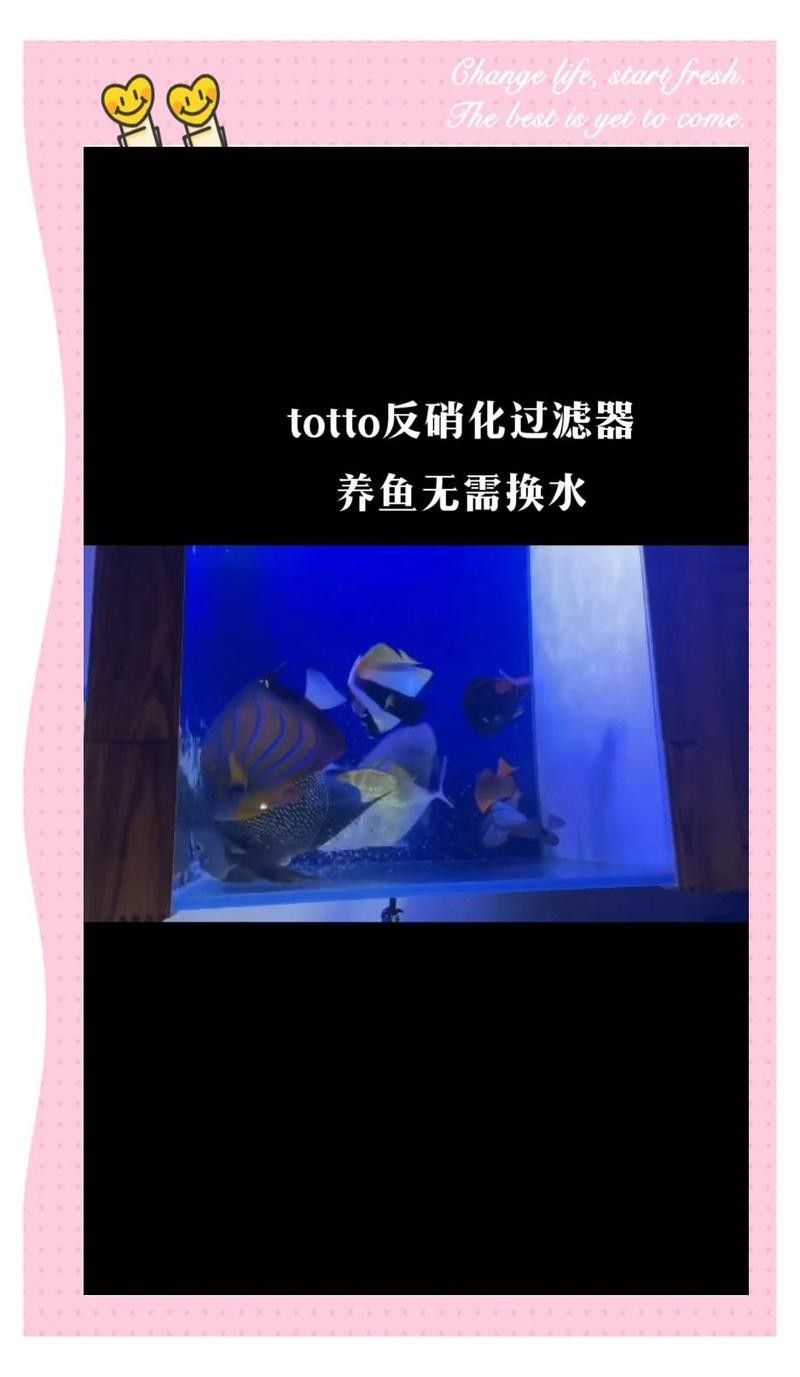 龍魚魚鰭充血需要下鹽嗎？