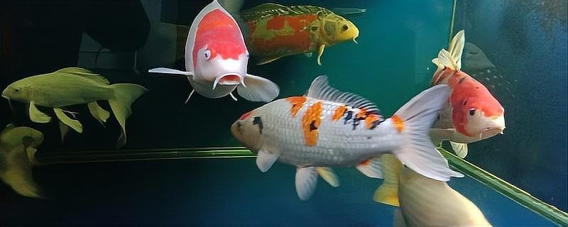 龍魚魚鰭充血需要下鹽嗎？