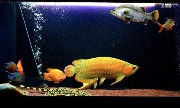 龍魚燈光：關于龍魚燈光選擇與使用的詳細指南 龍魚燈光：關于龍魚燈光選擇與使用的詳細指南 龍魚百科 第4張