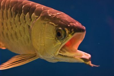 龍魚一直張嘴巴什么原因：龍魚一直張嘴巴什么原因龍魚一直張嘴巴什么原因
