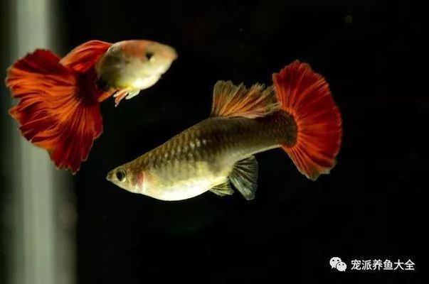 紅龍魚初期發(fā)色怎樣看出來(lái)的（紅龍魚初期發(fā)色怎樣看出來(lái)的圖片）