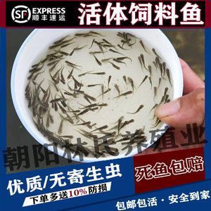 如何讓銀龍魚(yú)吃專用飼料（如何讓銀龍魚(yú)接受專用飼料）