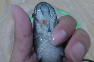 雷龍魚常見寄生蟲類型及癥狀：雷龍魚常見的寄生蟲有哪些