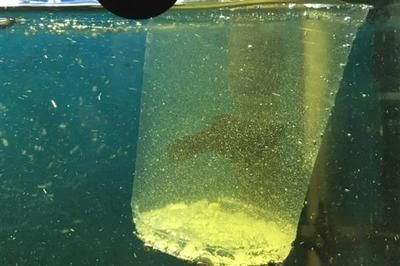雷龍魚常見寄生蟲類型及癥狀：雷龍魚常見的寄生蟲有哪些