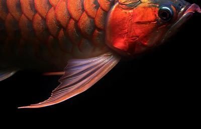 龍魚怎么休息：龍魚休息的一些特點(diǎn)