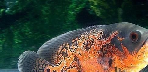 龍魚(yú)怎樣防止掉眼皮：龍魚(yú)掉眼與水質(zhì)關(guān)系探究龍魚(yú)掉眼與水質(zhì)關(guān)系探究龍魚(yú)掉眼后的恢復(fù)技巧