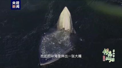 龍魚混養(yǎng)的最佳配魚時(shí)間：龍魚混養(yǎng)的最佳配魚，打造和諧水族箱的完美選擇 龍魚混養(yǎng)的最佳配魚時(shí)間：龍魚混養(yǎng)的最佳配魚，打造和諧水族箱的完美選擇 龍魚百科 第2張