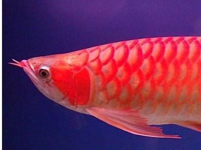 金龍魚吃什么發(fā)色比較快：金龍魚吃什么發(fā)色好金龍魚吃什么發(fā)色最好