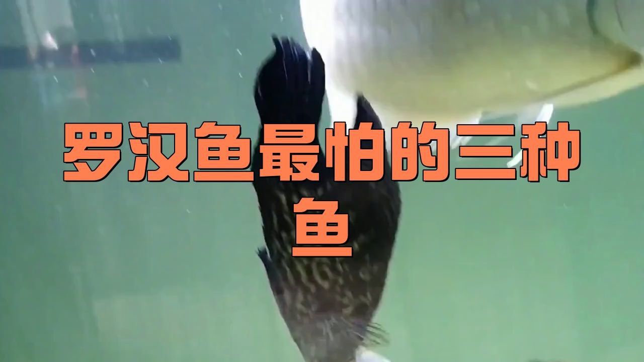 羅漢魚最不能養三種魚