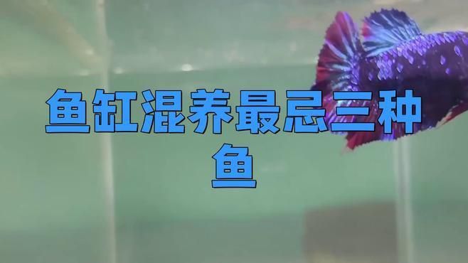 羅漢魚最不能養三種魚