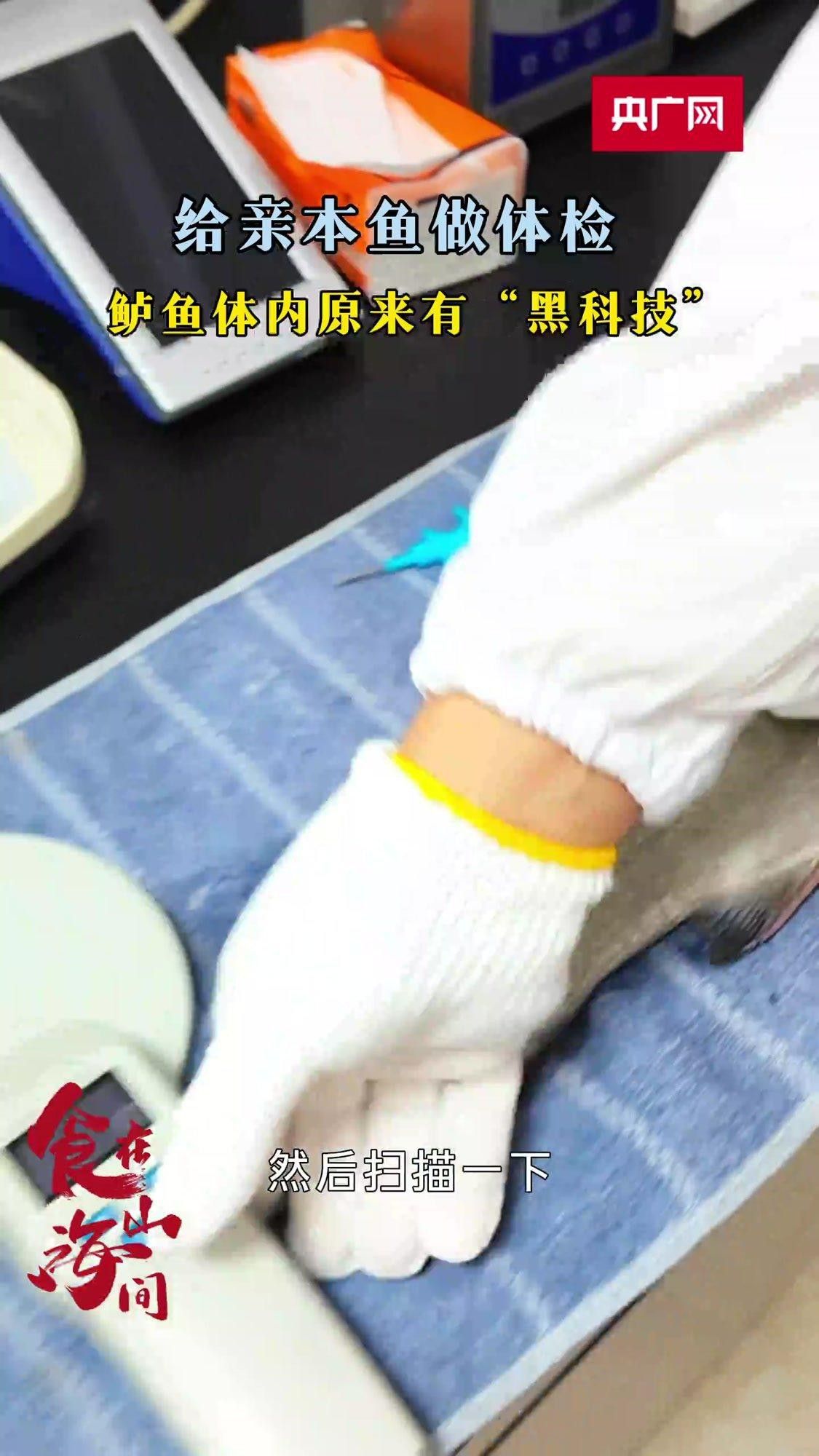 如何區分基因退化的鬼王雷龍魚？ 如何區分基因退化的鬼王雷龍魚？ 龍魚百科 第2張