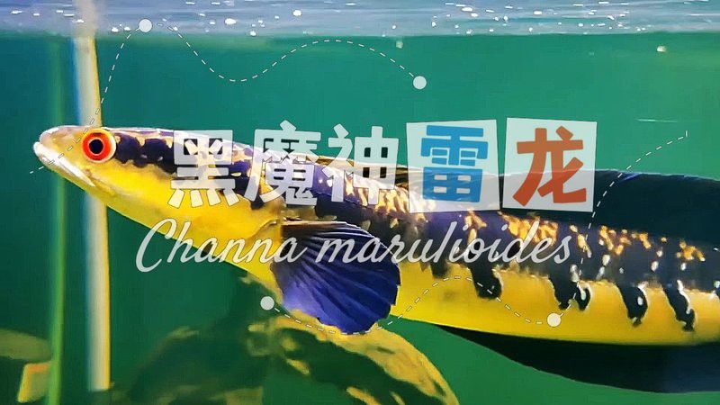如何區分基因退化的鬼王雷龍魚？ 如何區分基因退化的鬼王雷龍魚？ 龍魚百科 第4張
