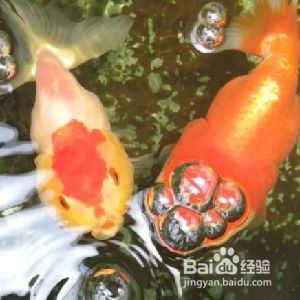 魚缸養魚用什么水養最好小金魚需要照明燈嗎，金魚適宜水溫范圍如何自制魚缸中和液金魚對光照周期需求指南