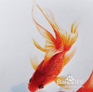 魚缸養魚用什么水養最好小金魚需要照明燈嗎，金魚適宜水溫范圍如何自制魚缸中和液金魚對光照周期需求指南