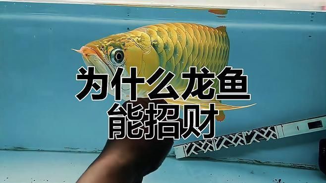 龍魚風水說是否有科學依據？