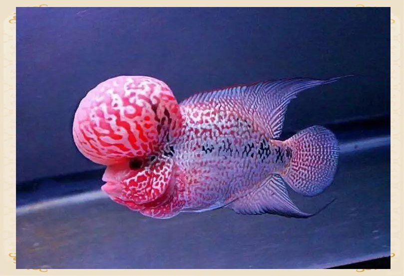 龍魚是兇魚還是吉魚