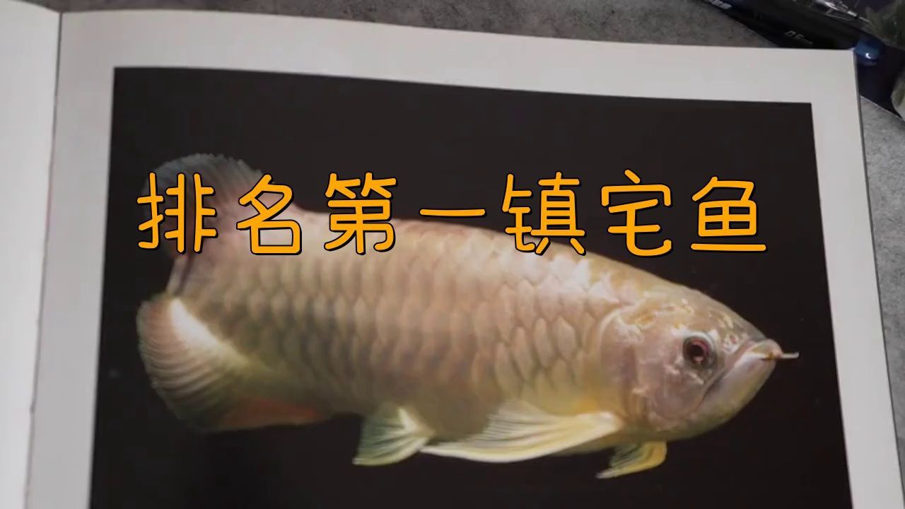 龍魚是兇魚還是吉魚