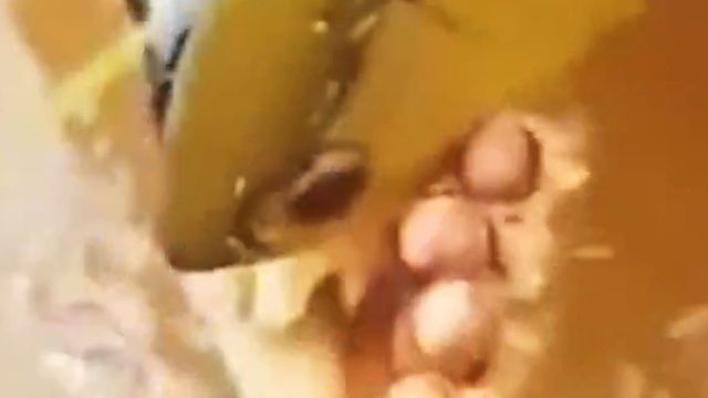 金龍魚的幼崽為什么在嘴里（金龍魚幼崽在嘴里的現象實際上是金龍魚繁殖的一部分）