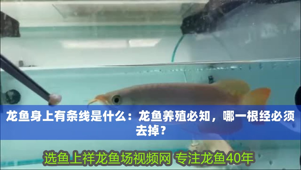 龍魚身上有條線是什么：龍魚養殖必知，哪一根經必須去掉？