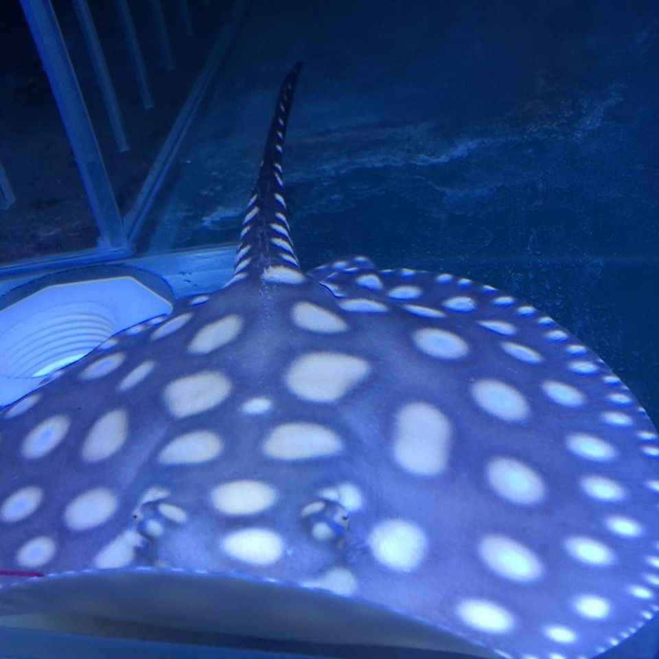 龍魚身上有條線是什么：龍魚養殖必知，哪一根經必須去掉？