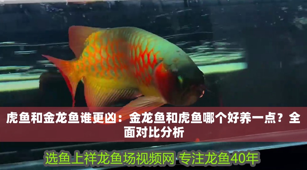 虎魚和金龍魚誰更兇：金龍魚和虎魚哪個好養一點？全面對比分析