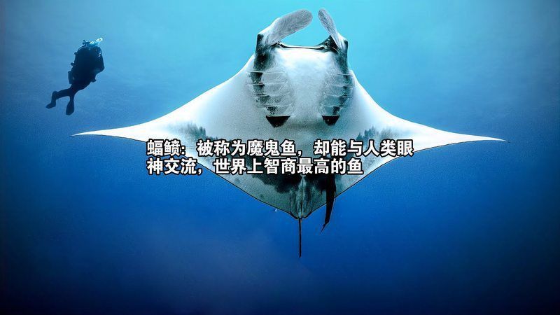 魔鬼魚和魟魚一樣嗎 魔鬼魚和魟魚一樣嗎 龍魚百科 第7張