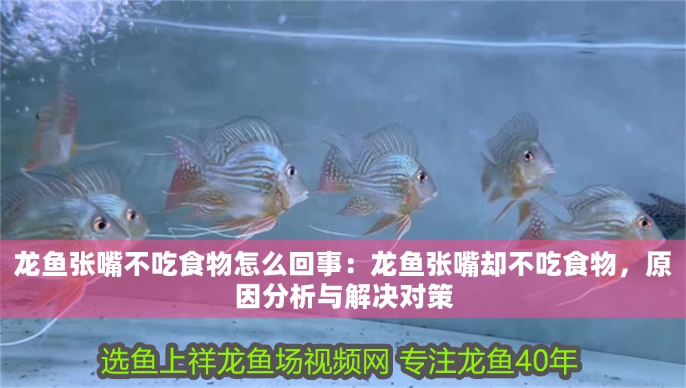 龍魚張嘴不吃食物怎么回事：龍魚張嘴卻不吃食物，原因分析與解決對策