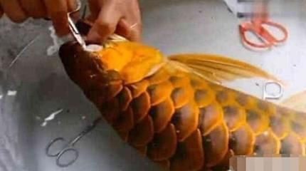 幾百萬的金龍魚（世界上最貴的金龍魚價值500萬元人民幣）