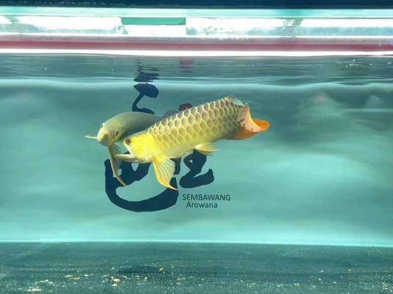 森森龍魚缸的led燈怎么樣：森森魚缸led燈的類型和特性森森魚缸led燈的信息 森森龍魚缸的led燈怎么樣：森森魚缸led燈的類型和特性森森魚缸led燈的信息 龍魚百科