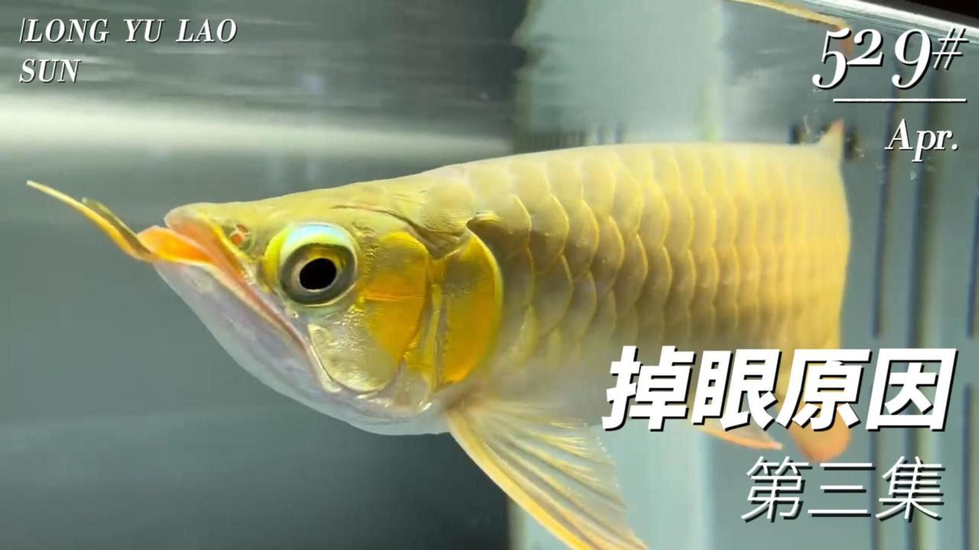 龍魚掉眼是怎么造成的視頻 龍魚掉眼是怎么造成的視頻 龍魚百科 第3張