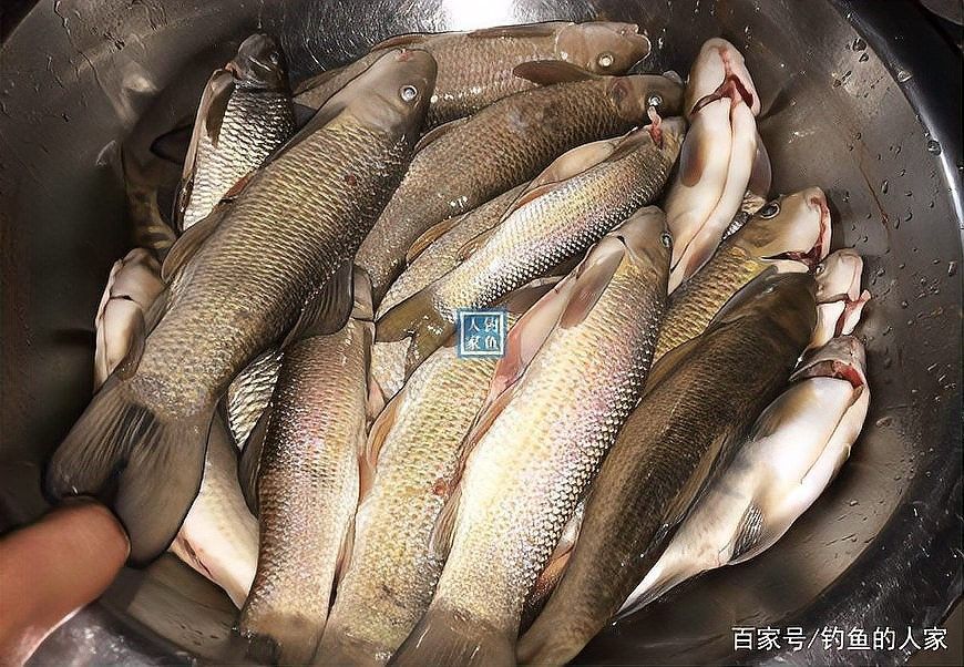 青龍魚的照片大全