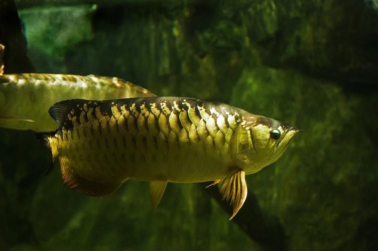 青龍魚的照片大全