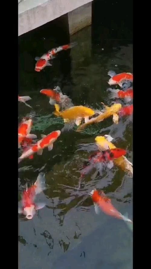 黃化銀龍魚怎么養才能活的久些