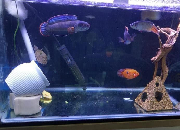 銀龍魚和黃頭龜混養(yǎng)好嗎圖片