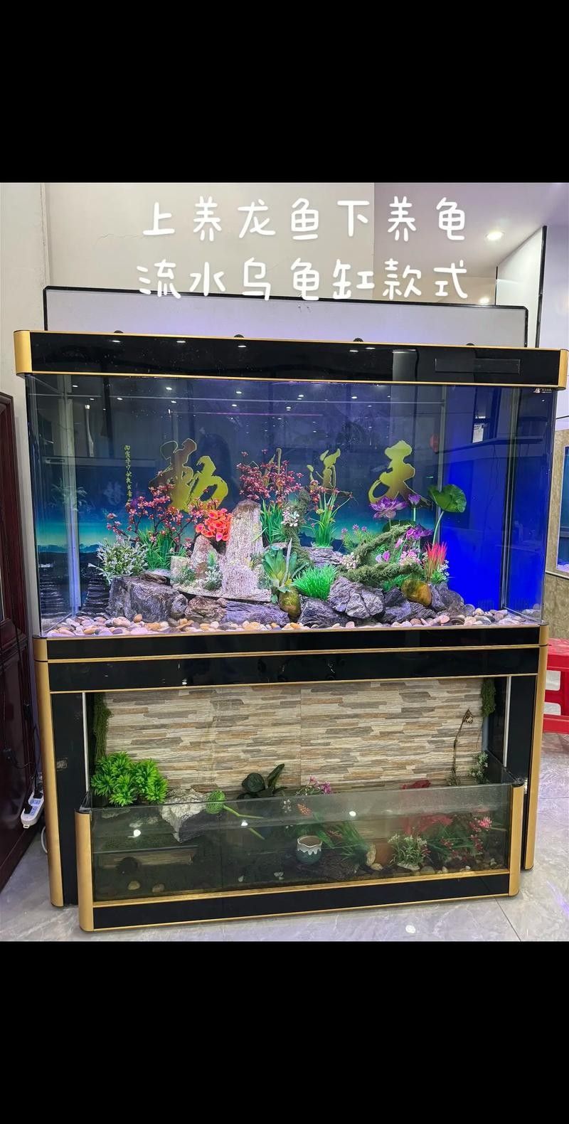 銀龍魚和黃頭龜混養(yǎng)好嗎圖片