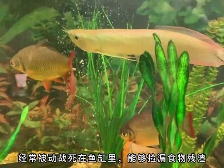 銀龍魚和黃頭龜混養(yǎng)好嗎圖片