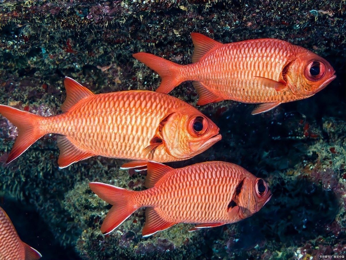 銀龍魚總是張嘴呼吸 銀龍魚總是張嘴呼吸 龍魚百科 第2張