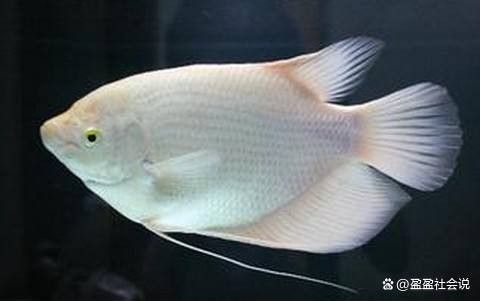 龍魚跟招財魚可以混養嗎