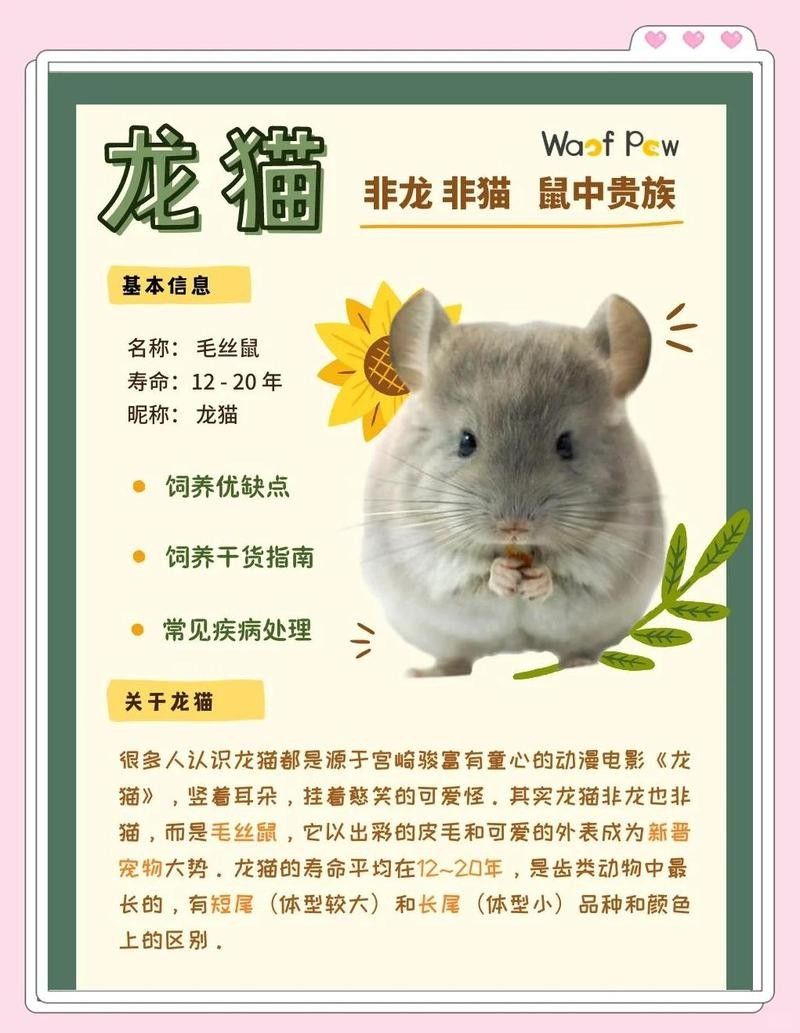 龍貓壽命最長記錄是多少？