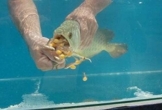 龍魚是卵生嗎