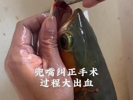 龍魚嘴歪了矯正視頻