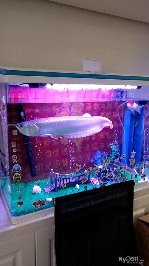 銀龍魚魚缸造景圖片 銀龍魚魚缸造景圖片 龍魚百科 第40張