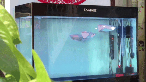 銀龍魚魚缸造景圖片 銀龍魚魚缸造景圖片 龍魚百科 第42張