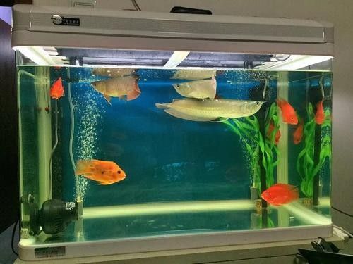 銀龍魚魚缸造景圖片 銀龍魚魚缸造景圖片 龍魚百科 第41張