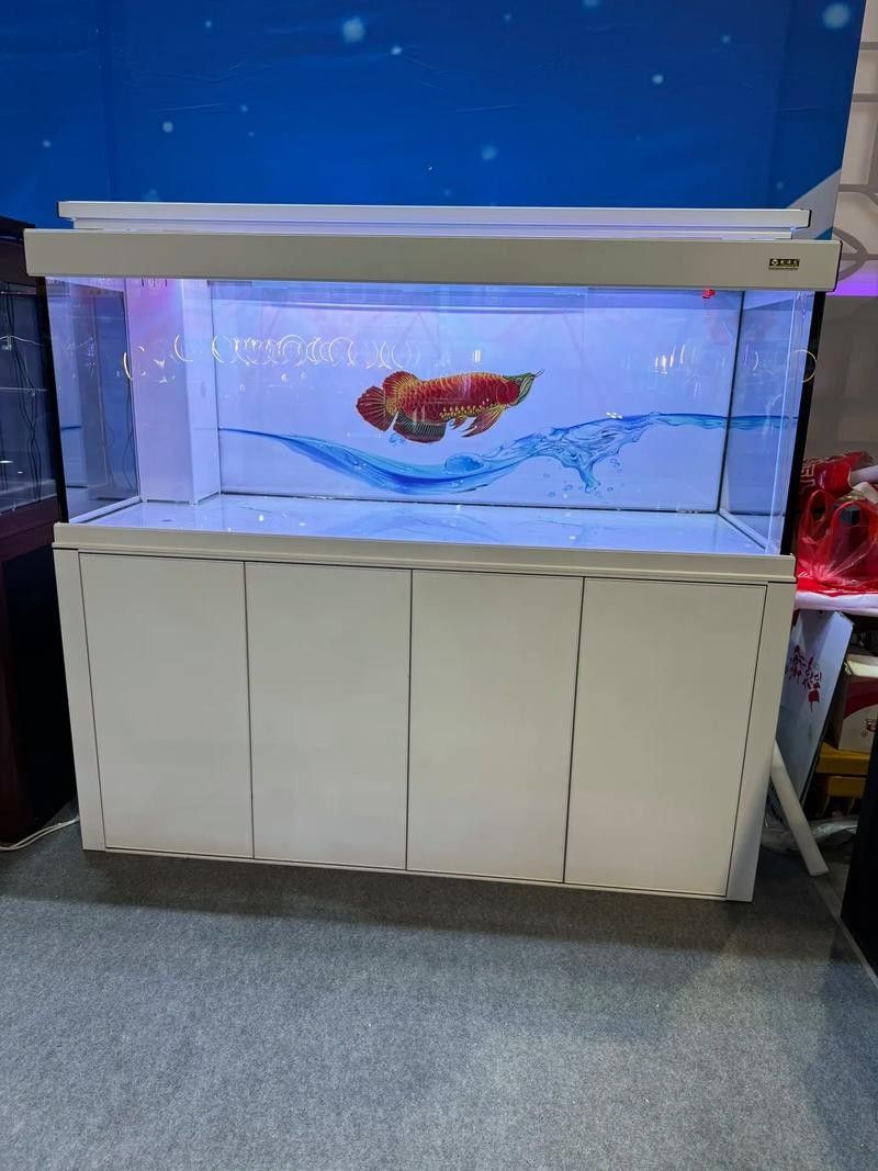 銀龍魚魚缸造景圖片 銀龍魚魚缸造景圖片 龍魚百科 第44張