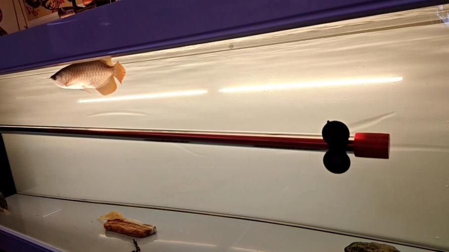 龍魚發色燈正確位置圖